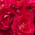 Czerwony  - Róże rabatowe polianty - Fairy Dance